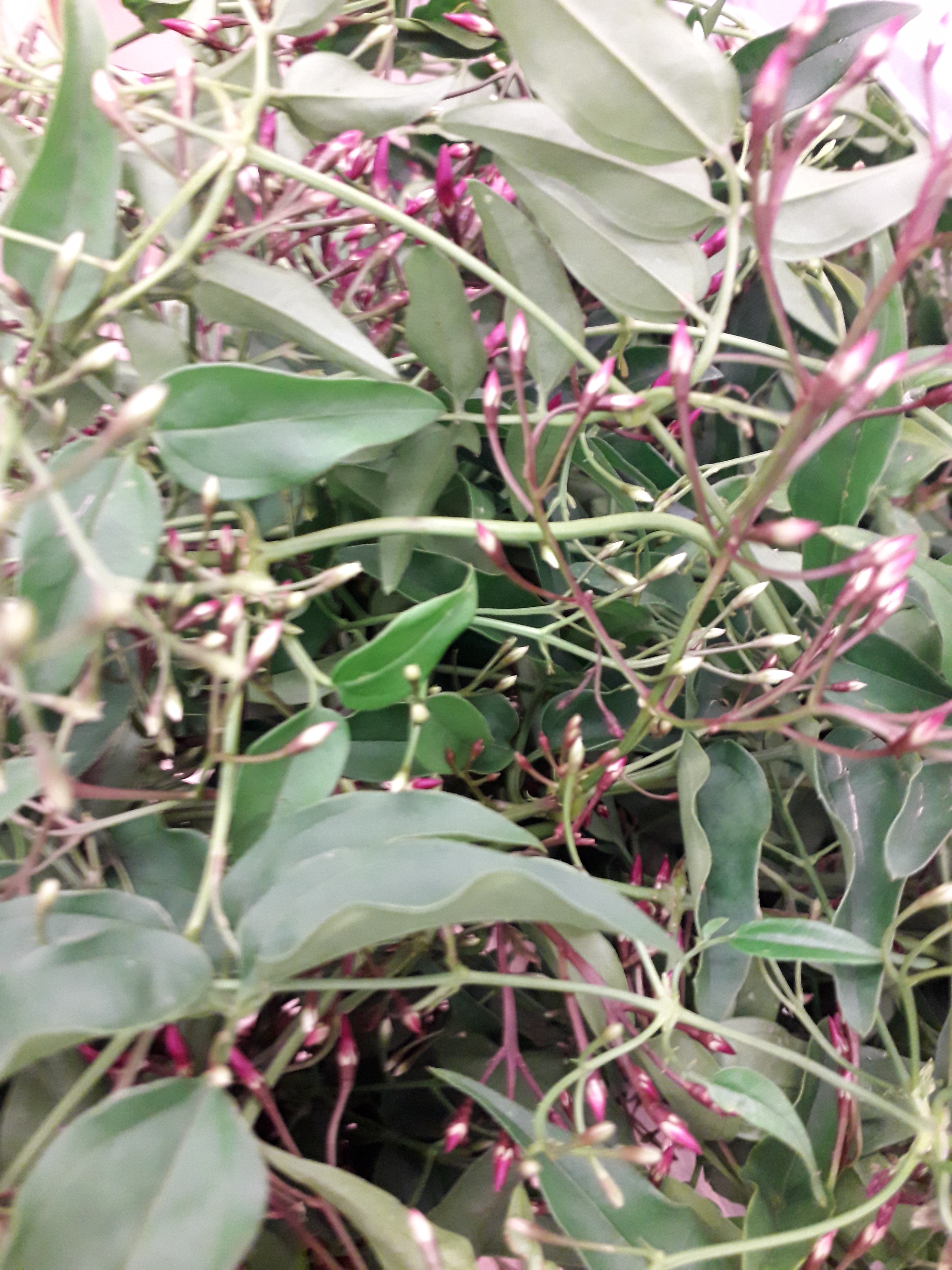 JASMIN